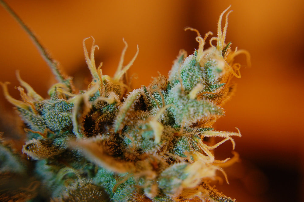 The Wonders of Cannabis Trichomes